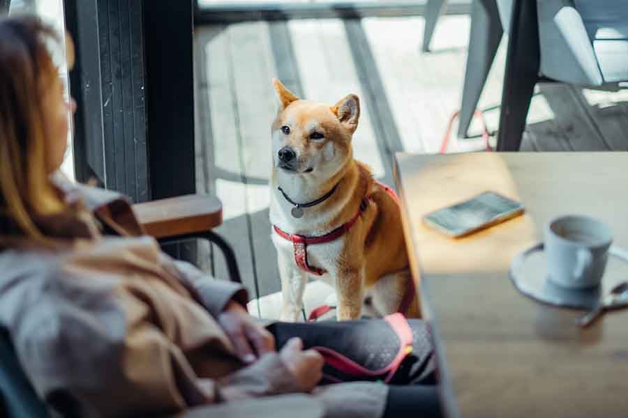 Are Service Dogs Allowed in Restaurants?