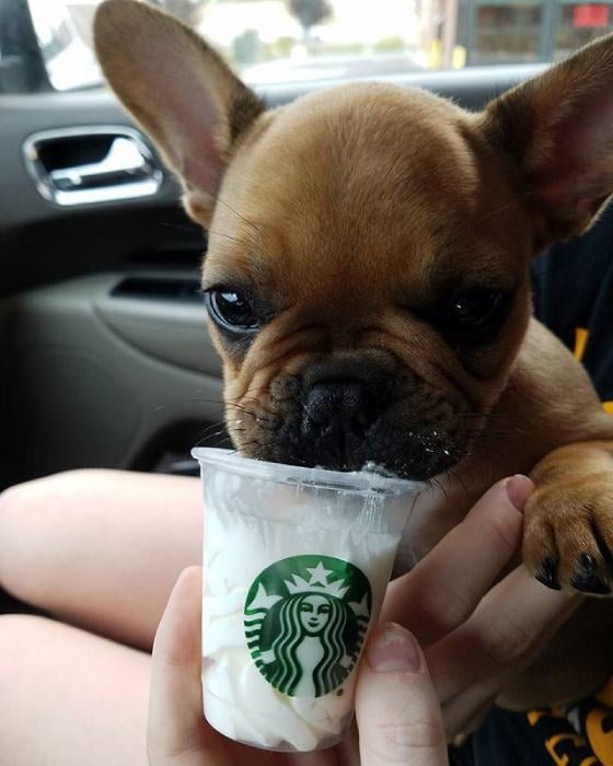 Puppy eating whipped cream out of a Starbucks cup.